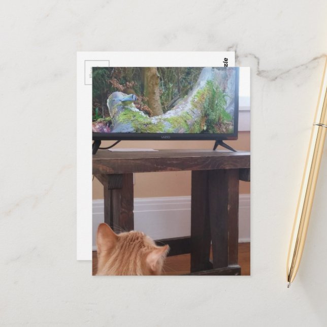 adorable ginger kitty watching TV Postcard (Front/Back In Situ)