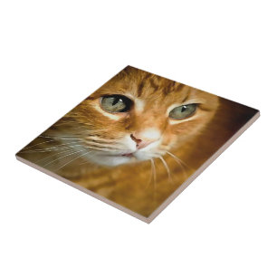 Adorable Ginger Tabby Cat Posing Pet Portrait Ceramic Tile
