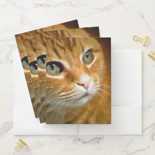 Adorable Ginger Tabby Cat Posing Pet Portrait Pocket Folder