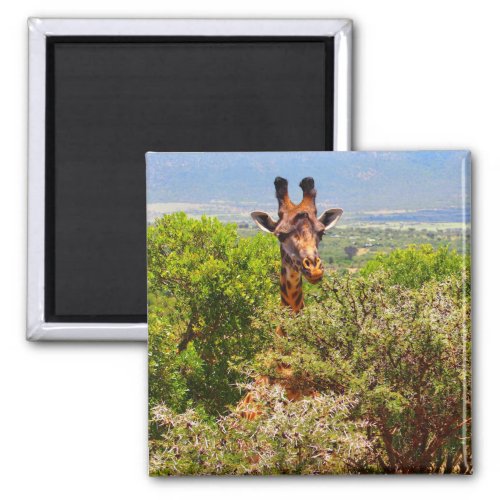 Adorable Giraffe Poking His Head Above The Trees Magnet