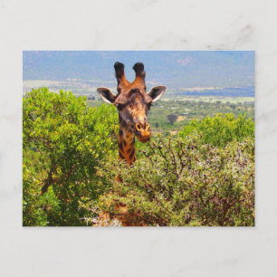 Adorable Giraffe Poking His Head Above The Trees Postcard