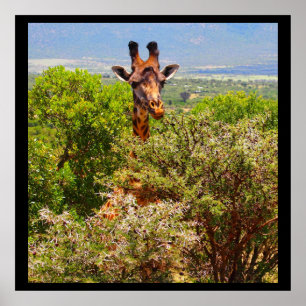 Adorable Giraffe Poking His Head Above The Trees Poster