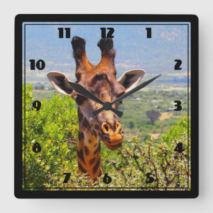Adorable Giraffe Poking His Head Above The Trees Square Wall Clock