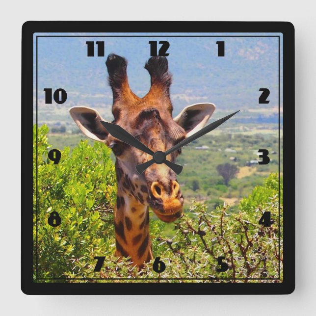 Adorable Giraffe Poking His Head Above The Trees Square Wall Clock (Front)