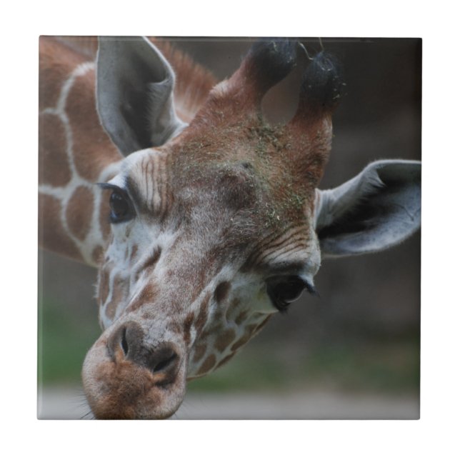 Adorable Giraffe Tile (Front)