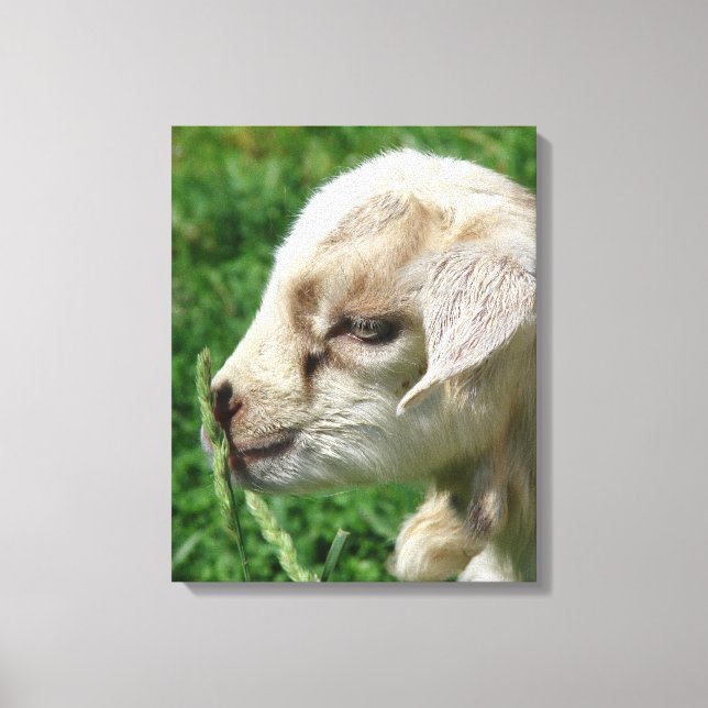 Adorable Goat Kid Canvas Print (Front)