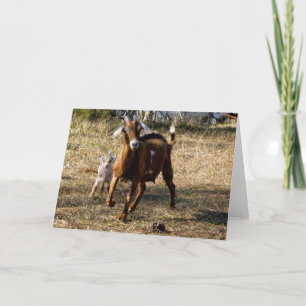 Adorable Goats Card