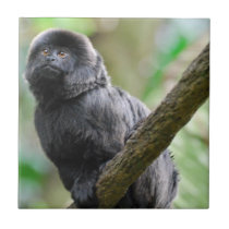 Adorable Goeldi Monkey Ceramic Tile