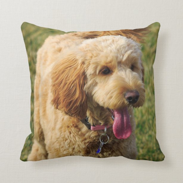 poodle throw pillows