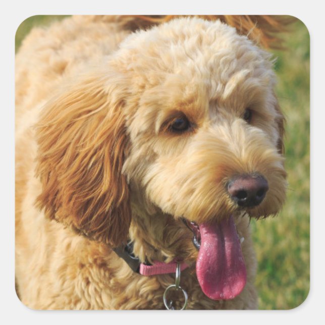 Adorable Goldendoodle Dog Square Sticker (Front)