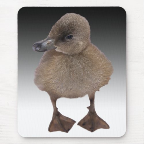 Adorable Gray Duckling Photograph Mouse Pad