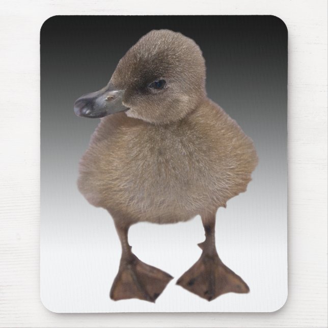 Adorable Gray Duckling Photograph Mouse Pad (Front)