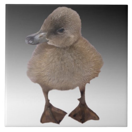 Adorable Gray Duckling Photograph Tile