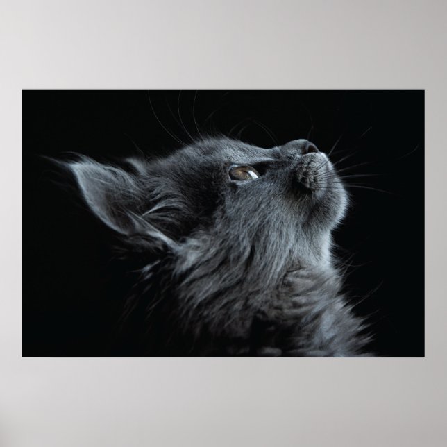 Adorable Gray Kitten with Green Eyes Poster (Front)