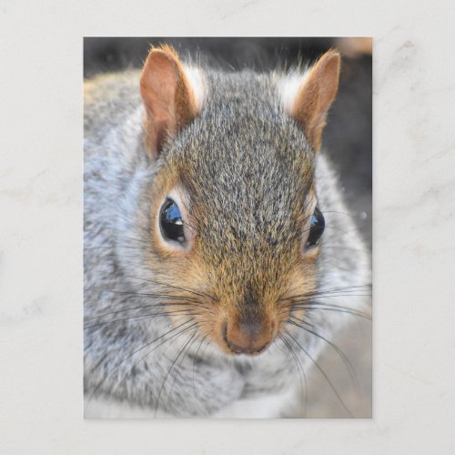 Adorable Gray Squirrel  Postcard