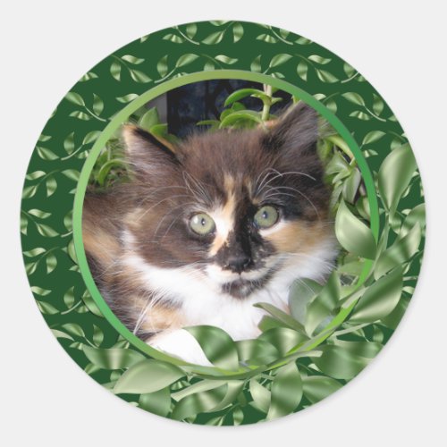 Adorable Green Eyed Calico Kitten Classic Round Sticker