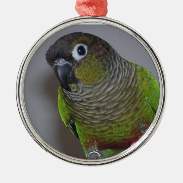 Adorable Greencheek Conure Metal Ornament (Front)