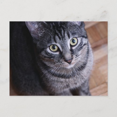 Adorable Grey Cat Postcard