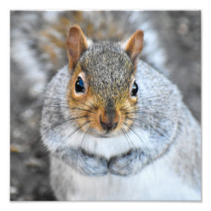 Adorable Grey Squirrel Photo Print