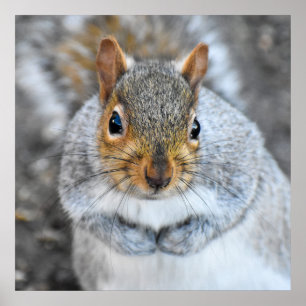 Adorable Grey Squirrel  Poster