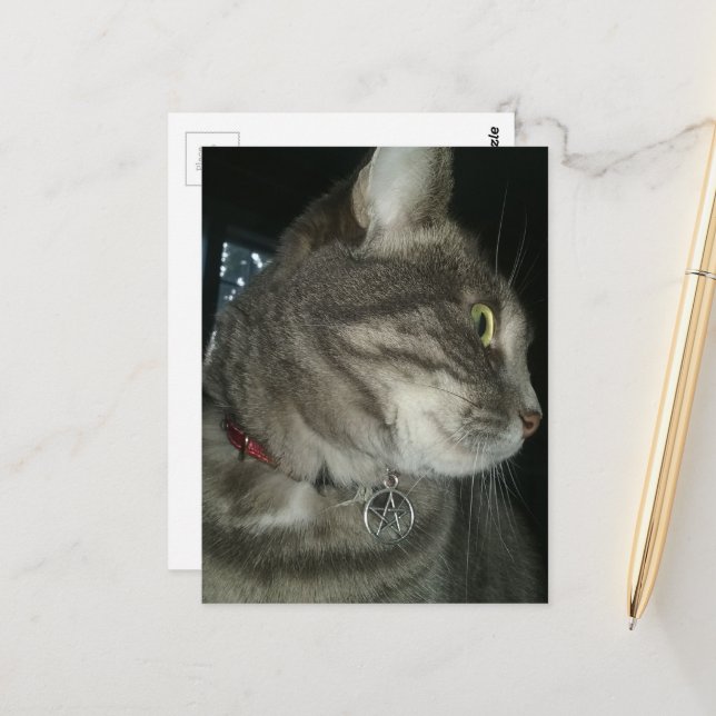 adorable grey tabby cat pentagram collar postcard (Front/Back In Situ)