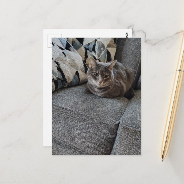 Adorable Grey Tabby Cat Postcard (Front/Back In Situ)