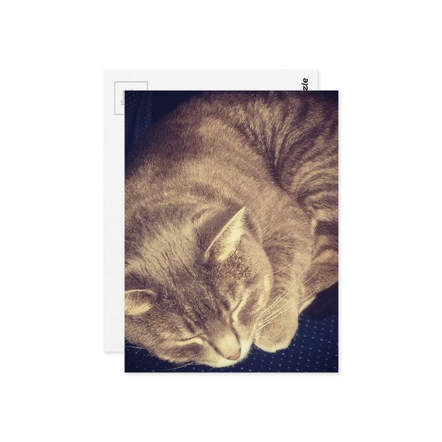 adorable grey tabby cat sleeping postcard (Front/Back In Situ)