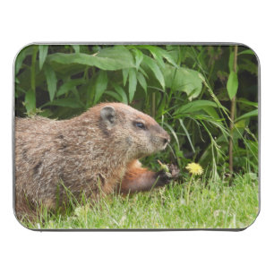 Adorable Groundhog Picking Flowers Jigsaw Puzzle