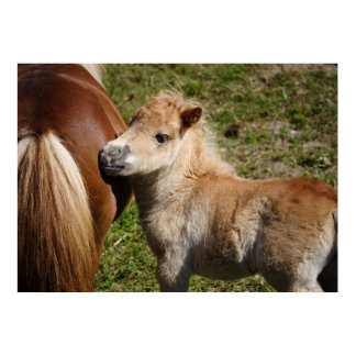 Adorable Haflinger Foal Poster