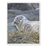 Adorable Harbor Seal Temporary Tattoos