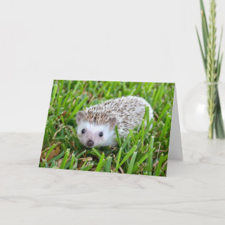 Adorable Hedgehog Blank Card