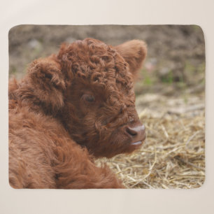Adorable Highland Cow Calf in Hay Sherpa Blanket