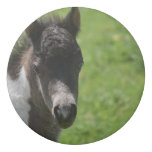 Adorable Horse in Lancaster County PA Eraser