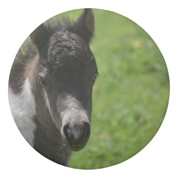 Adorable Horse In Lancaster County Pa Eraser by GoingPlaces at Zazzle