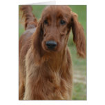 Adorable Irish Setter Cards