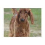 Adorable Irish Setter Postcard
