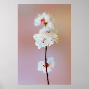 Adorable Japanese Apricot Blossoms Poster