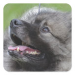 Adorable Keeshond Square Sticker