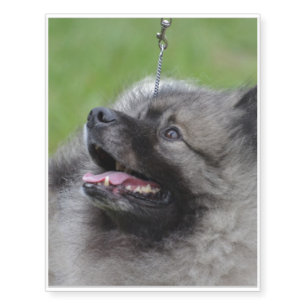 Adorable Keeshond Temporary Tattoos