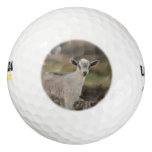 Adorable Kid Goat Golf Balls