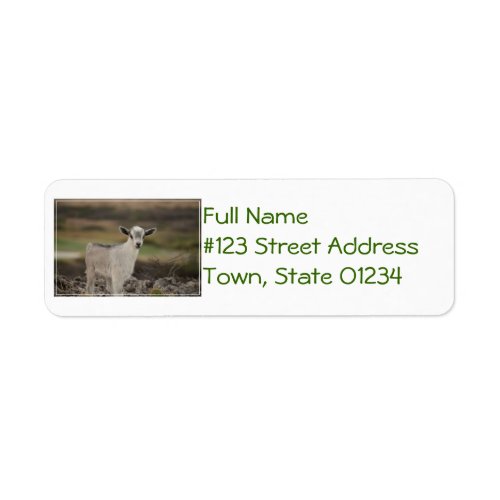 Adorable Kid Goat Label