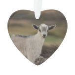 Adorable Kid Goat Ornament
