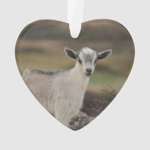 Adorable Kid Goat Ornament