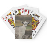 Adorable Kid Goat Poker Cards