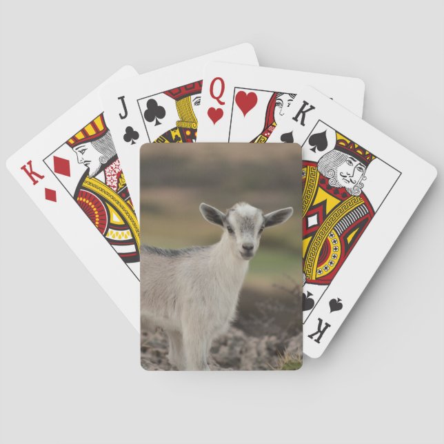 Adorable Kid Goat Poker Cards (Back)