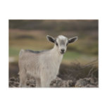 Adorable Kid Goat Postcard