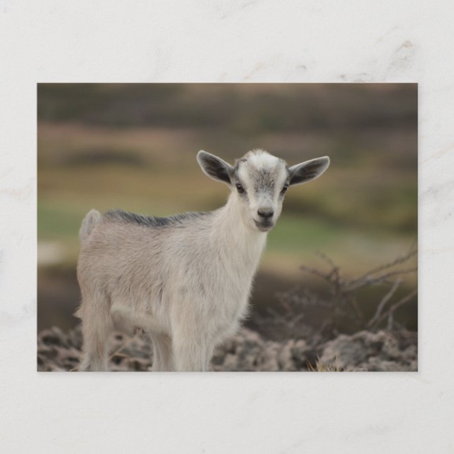 Adorable Kid Goat Postcard (Front)