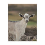 Adorable Kid Goat Postcard
