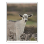 Adorable Kid Goat Temporary Tattoos