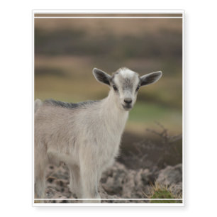 Adorable Kid Goat Temporary Tattoos